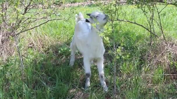 Chèvre bébé mignon — Video