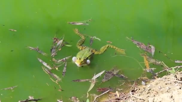 Grüner Frosch — Stockvideo