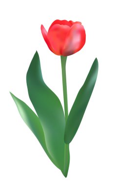kırmızı lale