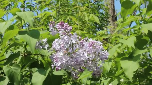 丁香花 — 图库视频影像