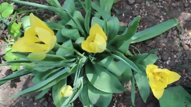 Tulipanes amarillos — Vídeos de Stock