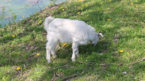 White baby goat — Stock Video