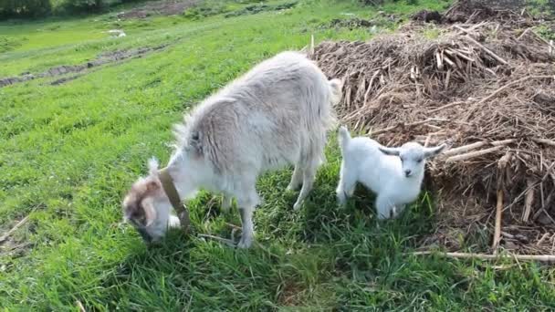 Dos cabras — Vídeos de Stock