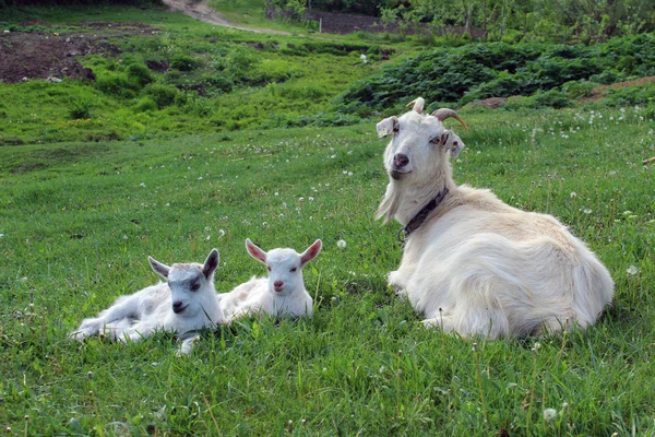 Familia de cabras —  Fotos de Stock
