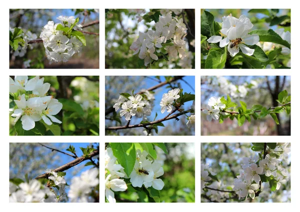 Uppsättning av blossom bakgrunder — Stockfoto