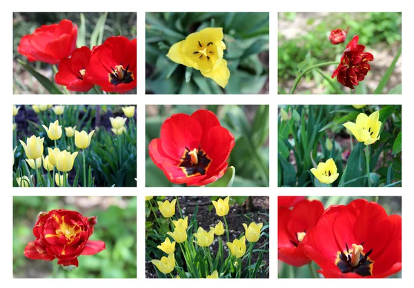 Tulpenhintergründe — Stockfoto