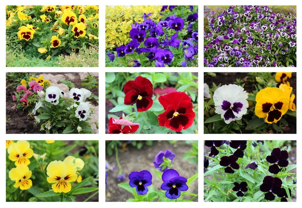 Collage with pansy flowers — Stock Photo, Image