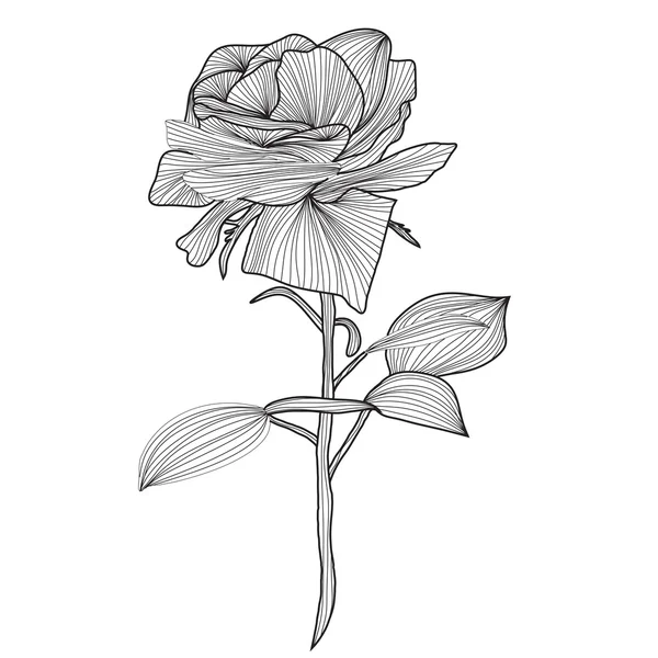 Rosa decorativa — Vector de stock