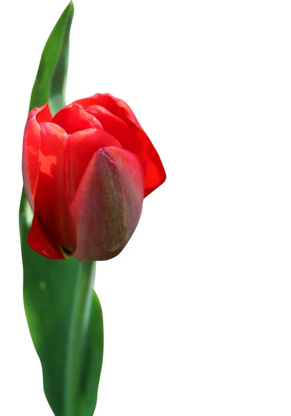 Червоний тюльпан — стокове фото