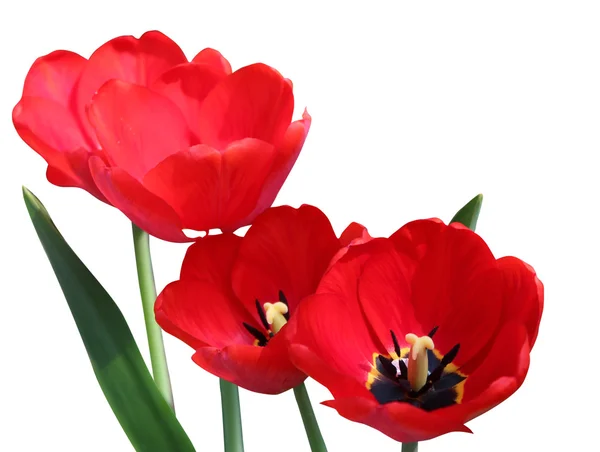 Red tulips — Stock Photo, Image