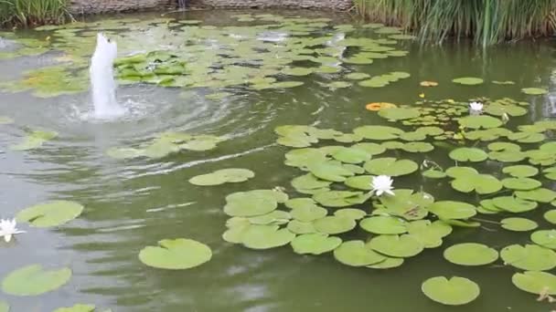 Водяные лилии — стоковое видео