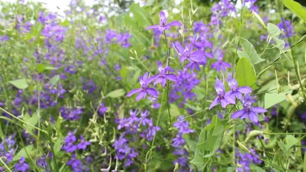 Bluebell λουλούδια — Αρχείο Βίντεο