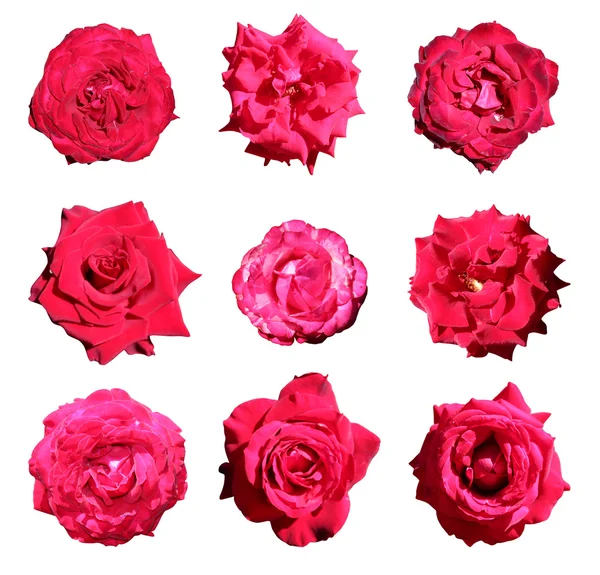 Conjunto de 9 rosas vermelhas — Fotografia de Stock