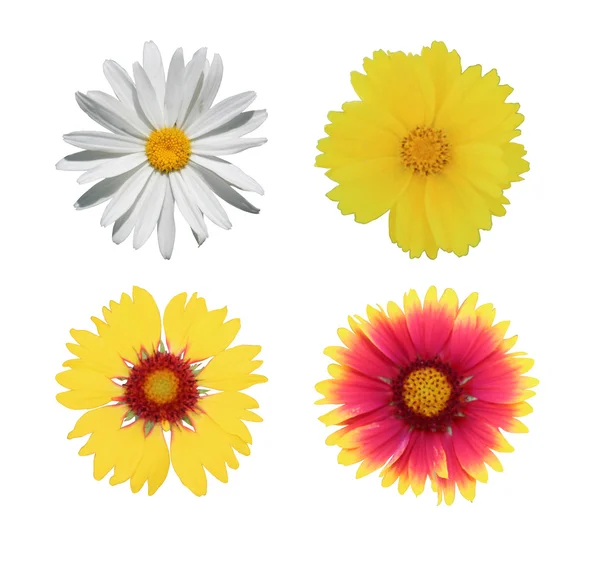 Chamomile and gaillardia flowers — Stock Photo, Image
