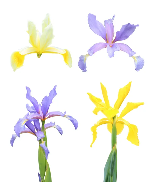 Λουλούδια Ίρις — Φωτογραφία Αρχείου