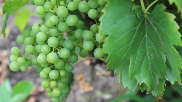 Green grapes — Stock Video