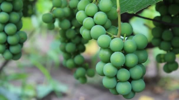 Green grapes — Stock Video