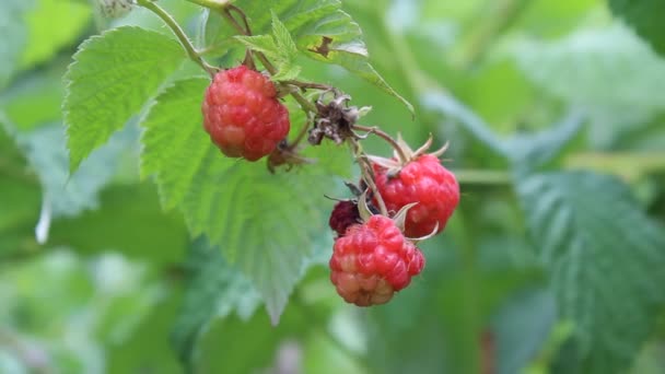 Framboise mûre 