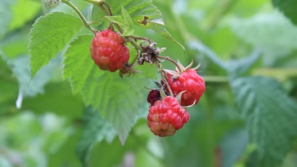 Ripe raspberry — Stock Video