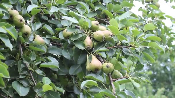 Frutas de pera — Vídeos de Stock