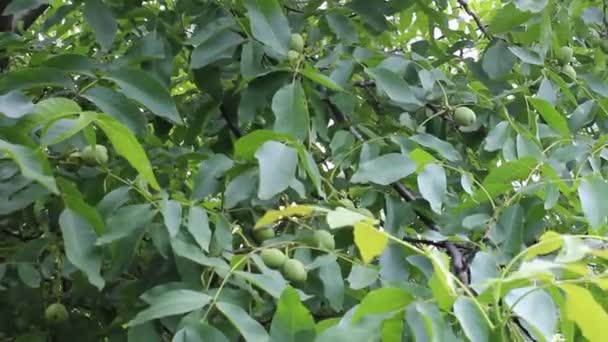 Walnut tree — Stockvideo