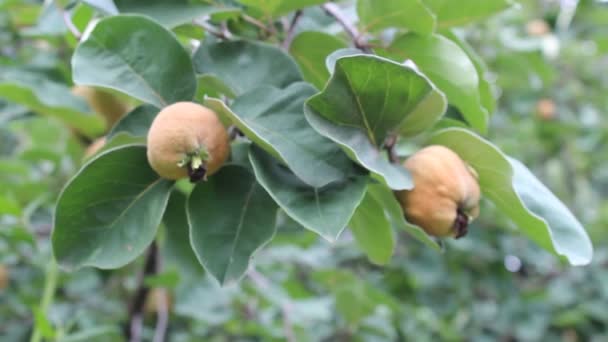 Frutas de membrillo — Vídeos de Stock