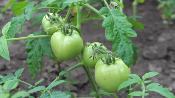 Tomates verdes — Vídeo de stock