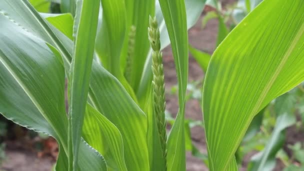 Blooming corn — Stock Video