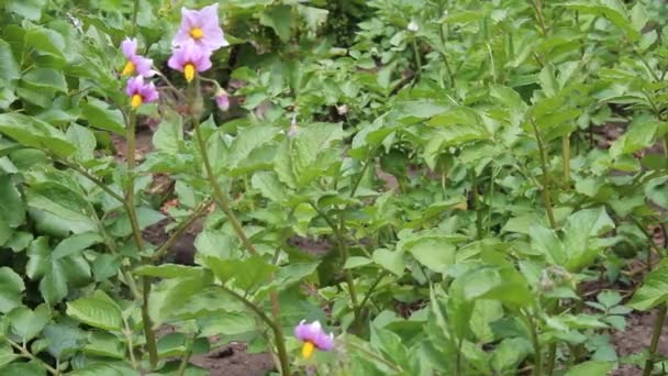 Blooming potato — Stock Video