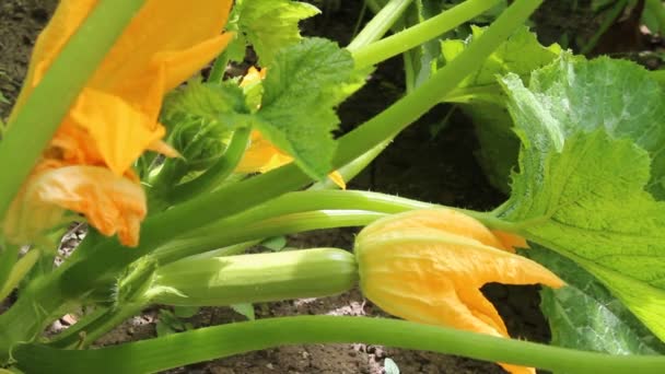 Bloeiende courgette — Stockvideo