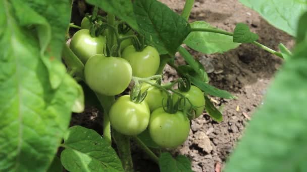 Tomates verdes — Vídeos de Stock