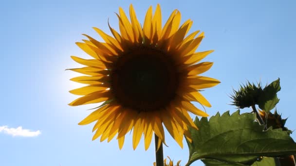 Blooming sunflower — Stock Video