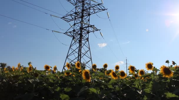 Girasoles florecientes — Vídeos de Stock