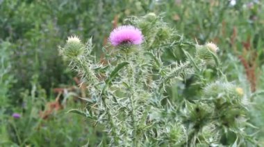 Thistle çiçek
