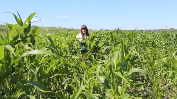 Young girl in the corn field — Stock Video