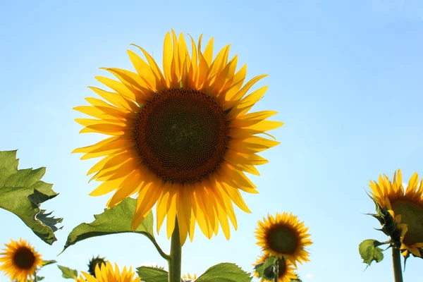 Blommande solrosor — Stockfoto