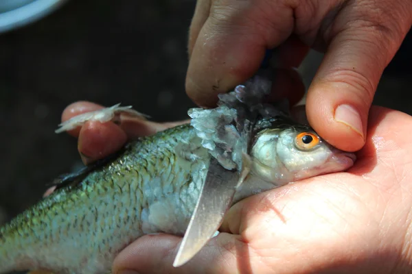 魚のクリーニング — ストック写真