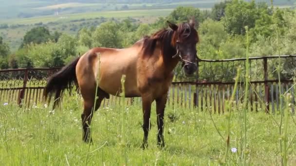 Bruin paard — Stockvideo