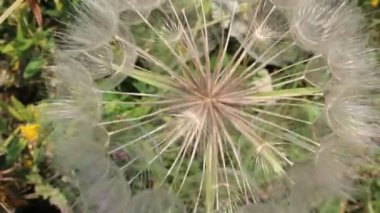 karahindiba tohumları