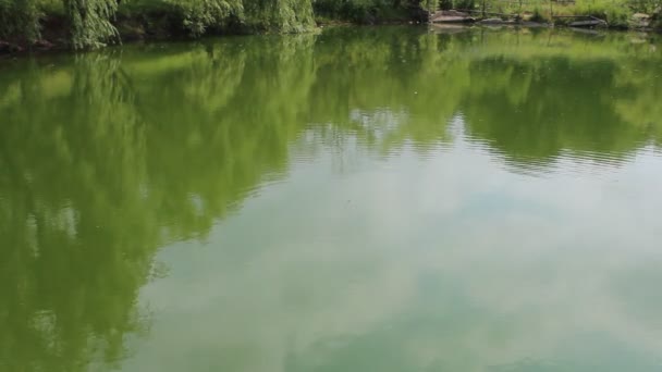 Green lake — Stock Video