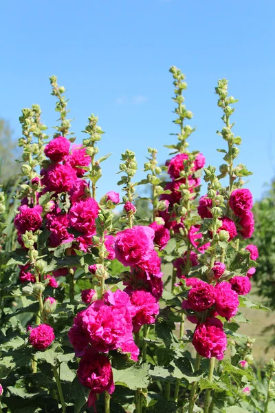 Ανθισμένα λουλούδια ροζ — Φωτογραφία Αρχείου