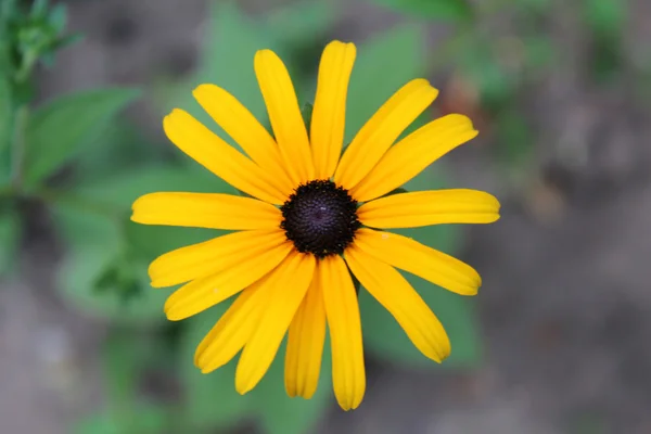 Flor de gaillardia — Fotografia de Stock