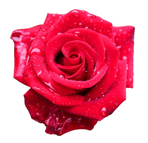 Belle rose rouge — Photo