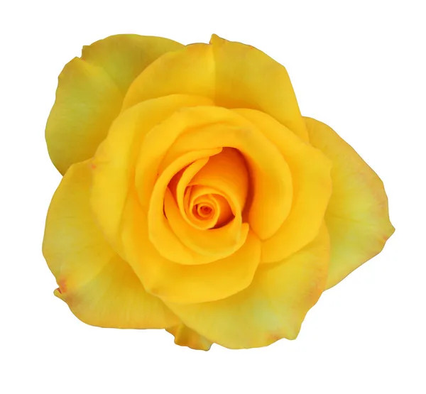 Beautiful yellow rose — Stock Photo, Image