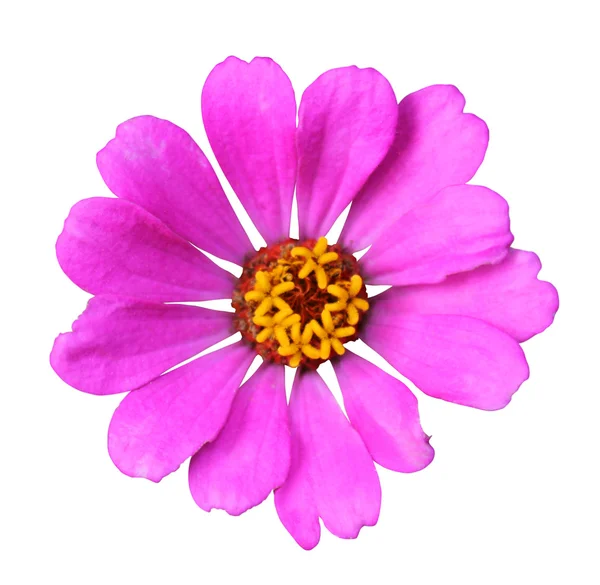 Mooie roze zinnia — Stockfoto