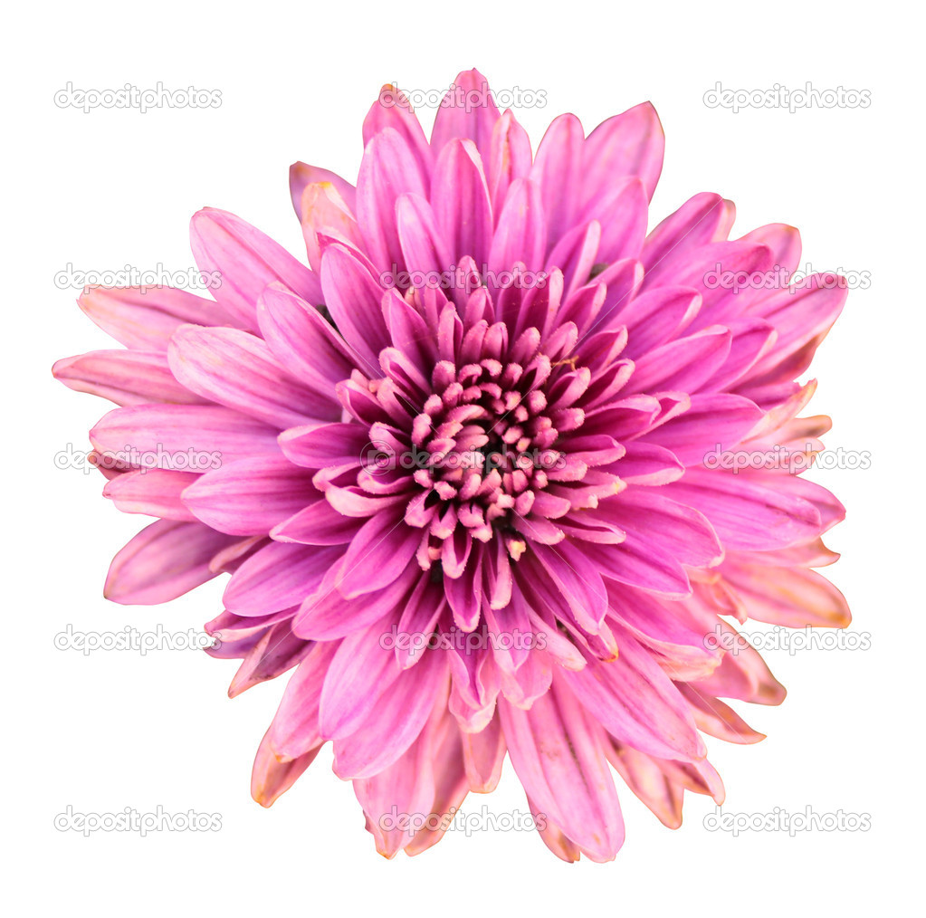 beautiful pink chrysanthemum