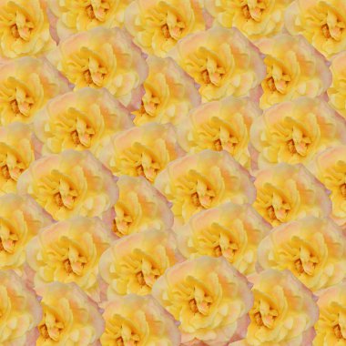 Sarı Gül arka plan