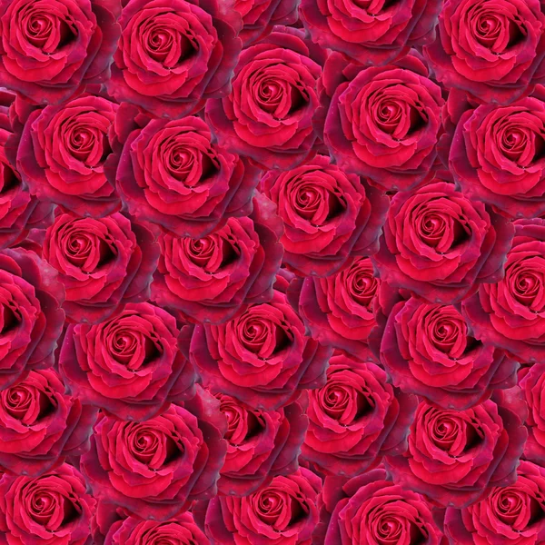 Fondo rosas rojas — Foto de Stock