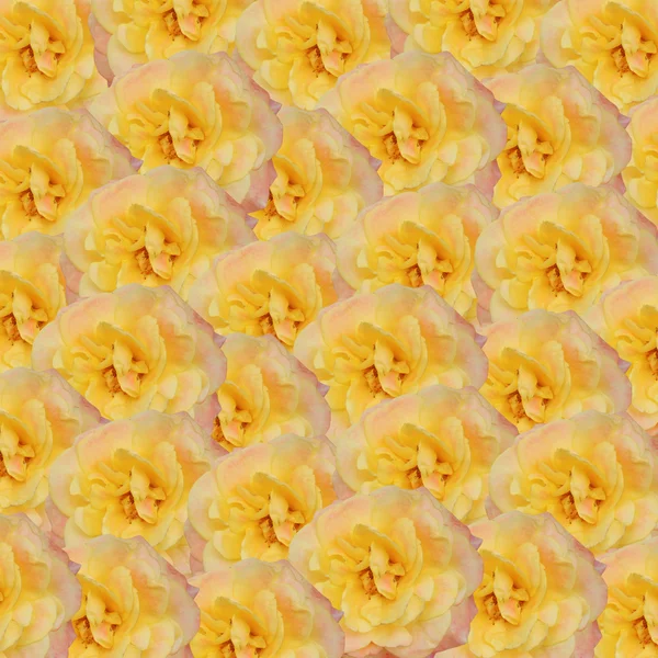 Tło żółte róże — Zdjęcie stockowe