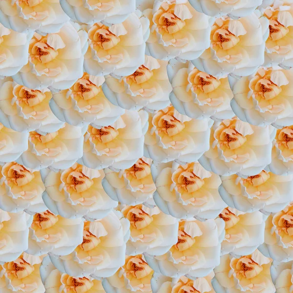 Żółte róże białe tło — Zdjęcie stockowe